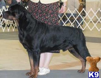 Dogs - Rottweiler